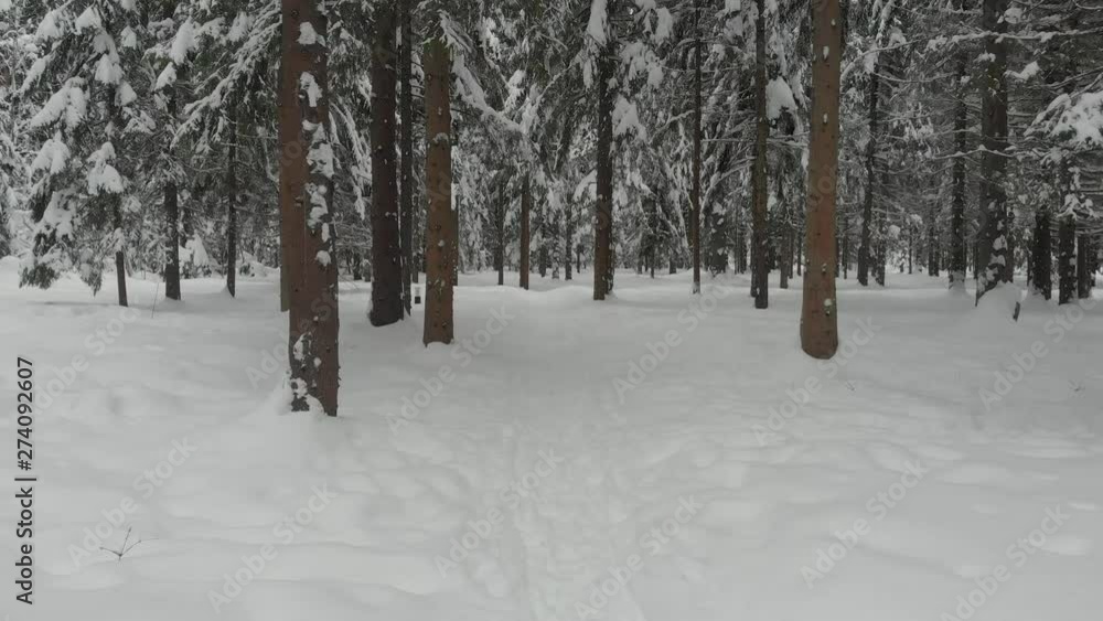 Coniferous forest in winter, pine covered with snow, cold winter landscape Coniferous forest in winter, pine covered with snow, cold winter landscape