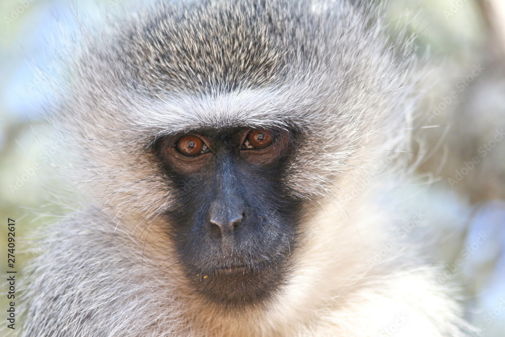 Obraz premium Vervet monkey serious face close-up