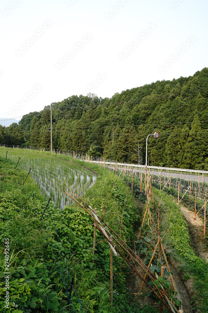 Landscape of Chihaya Akasaka-mura