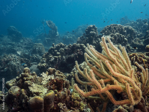 Fototapeta Naklejka Na Ścianę i Meble -  Seascape of coral reef in the Caribbean Sea around Curacao with coral and sponge