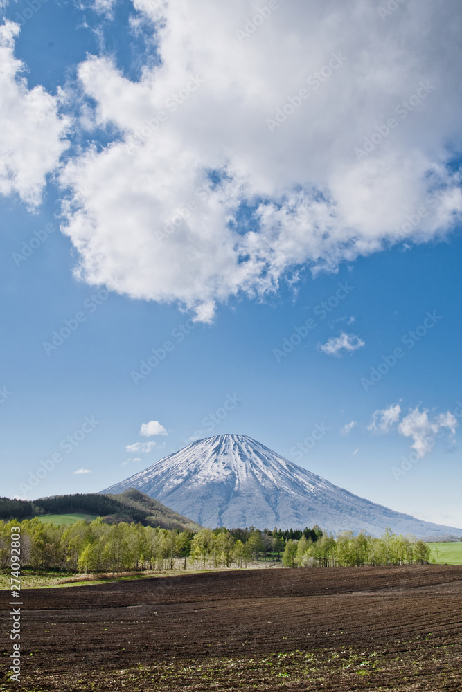 羊蹄山と畑の風景 / 北海道 ニセコ周辺の風景