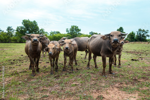 Fototapeta Naklejka Na Ścianę i Meble -  Thailand buffaloes in rice field