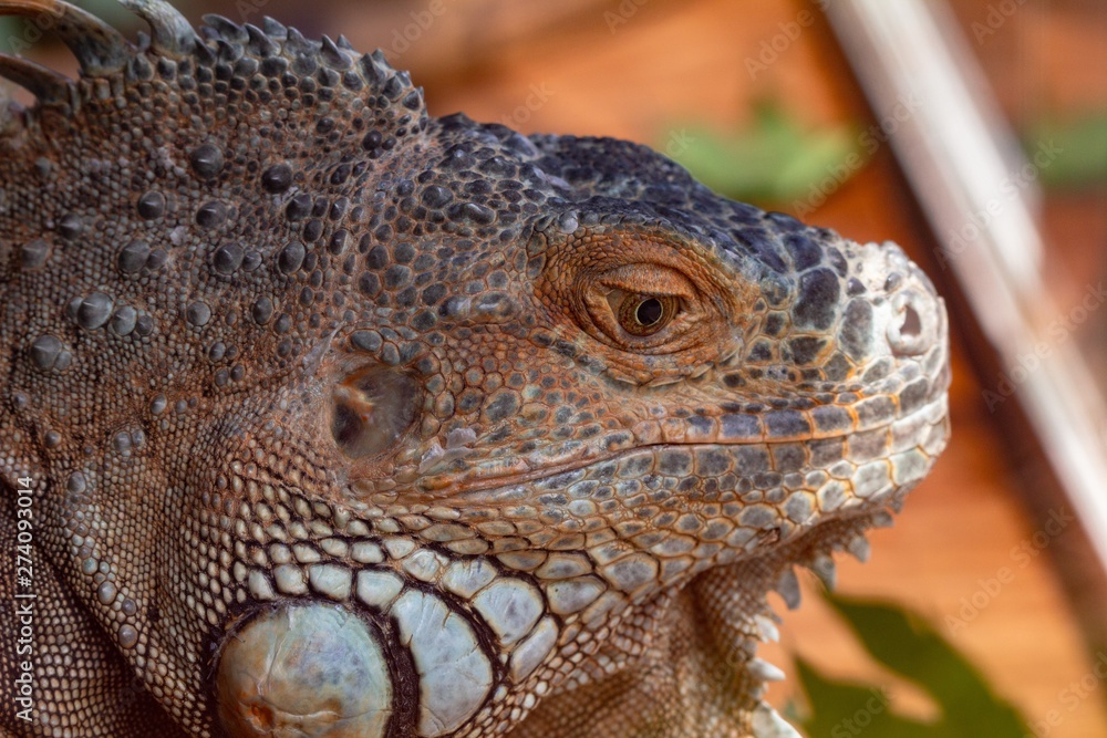 orange iguana animal red lizard, skin. orange iguana animal red lizard, skin.