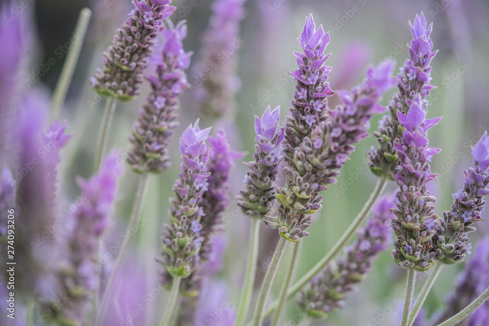 Naklejka premium lavender in field