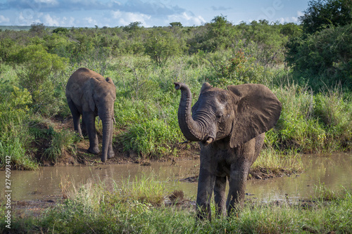 African bush elephant in Kruger National park  South Africa