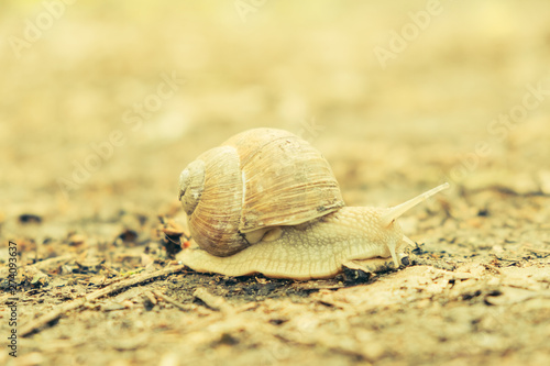 Large snail along ground cover.