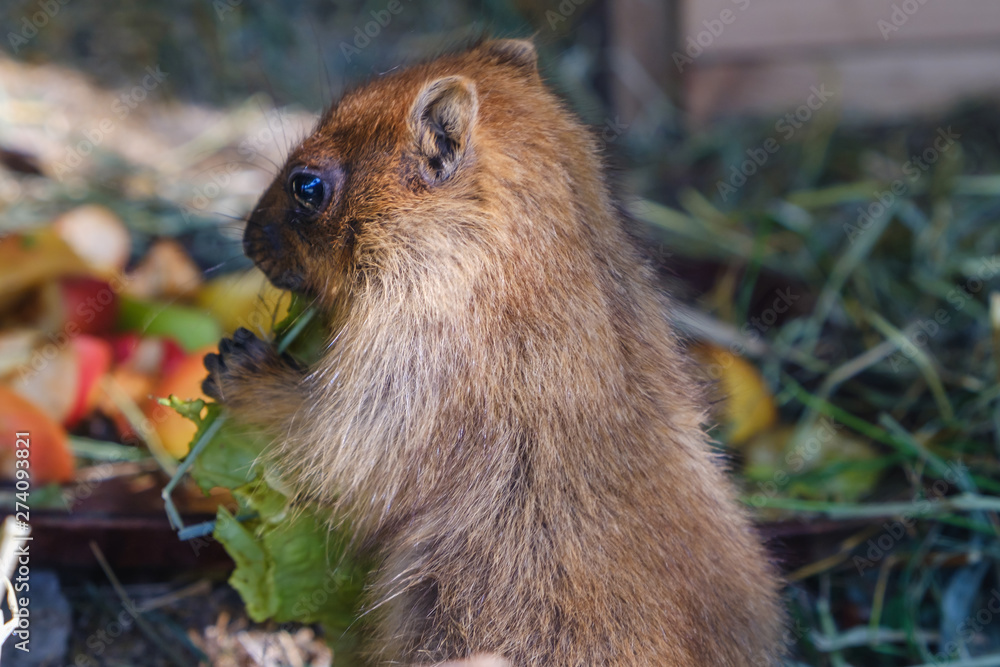 Marmot eating a cabbadge, carrot and apple on grass. Marmot eating a cabbadge, carrot and apple on grass.