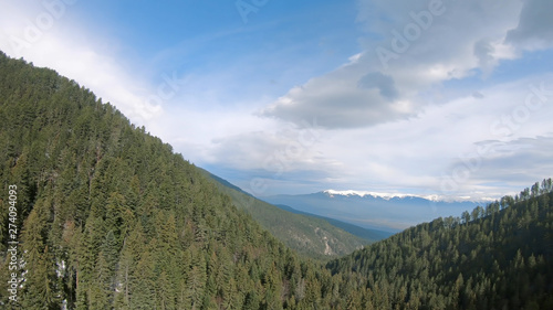 Aerial view of pine forest and mountain landscape