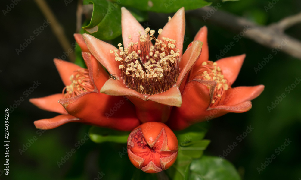 Pomegranate blooms large red flowers on a green background for design Pomegranate blooms large red flowers on a green background for design