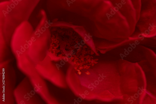 Blurred Bright Red Rose for Valentine's Day. Close up