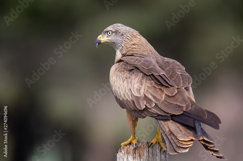 Milvus milvus