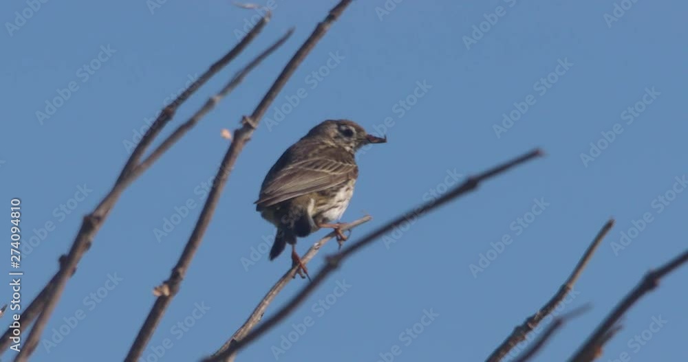 Meadow Pipit bird perch on rough branches slow motion Meadow Pipit bird perch on rough branches slow motion