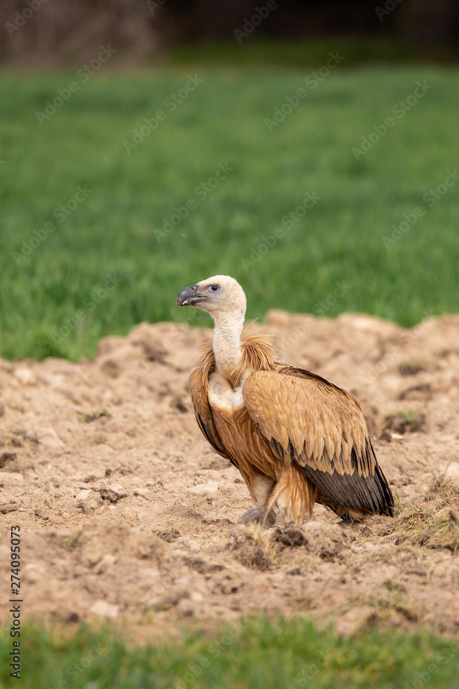 Obraz premium Gyps fulvus