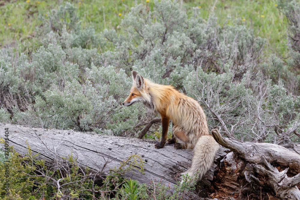 Red Fox resting on dead tree Red Fox resting on dead tree