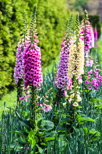 Fototapeta Close up of digitalis purpurea flower foxglove, common foxglove, purple foxglove