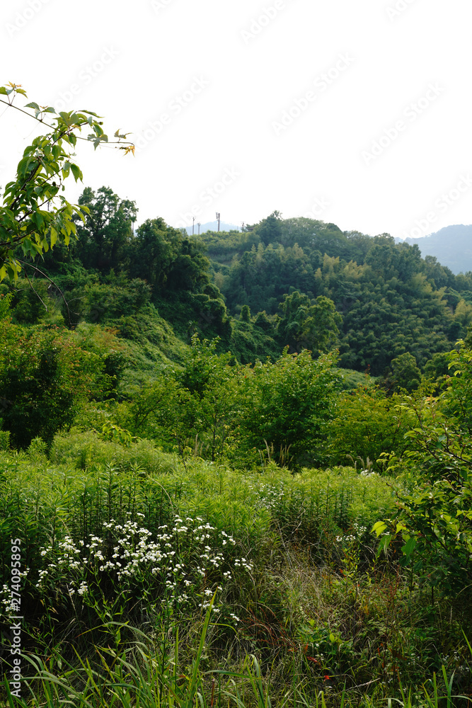 Fototapeta premium 千早赤坂村の風景
