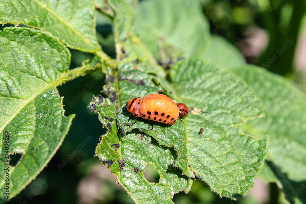 Colorado potato beetle larvae on potato leaves. Pests of agricultural plants. Colorado potato beetle eats potato leaves. Colorado potato beetle larvae on potato leaves. Pests of agricultural plants. Colorado potato beetle eats potato leaves.