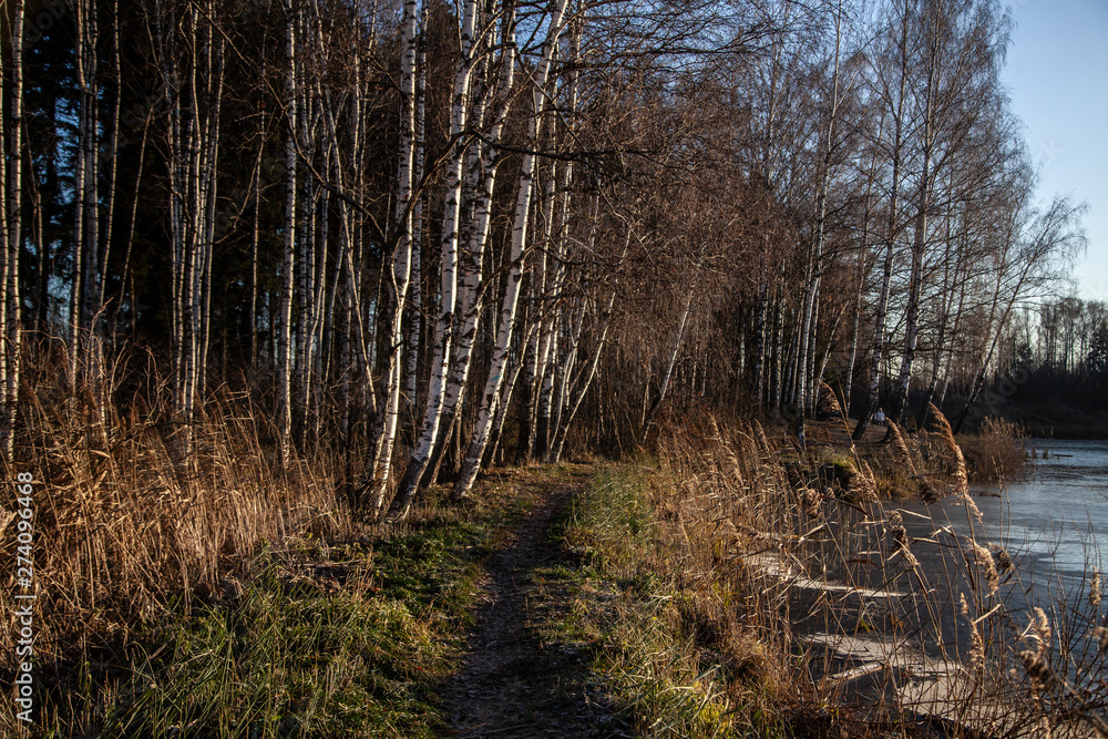 Birch Grove. Birches in the sunlight. Background forest. Birch Grove. Birches in the sunlight. Background forest.