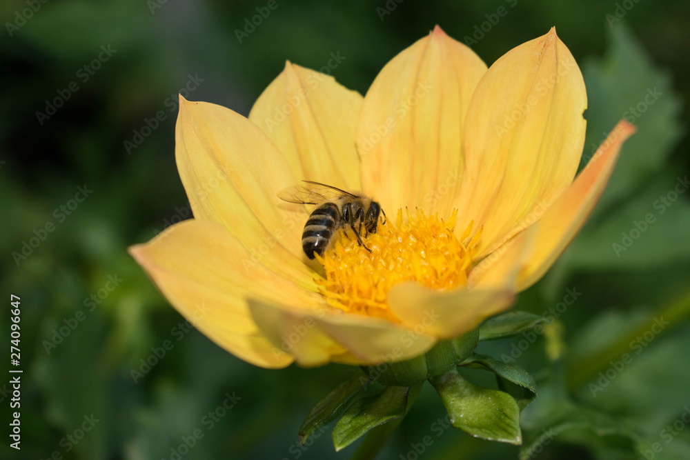 Bee collects pollen, nectar, pollinates a flower for design Bee collects pollen, nectar, pollinates a flower for design