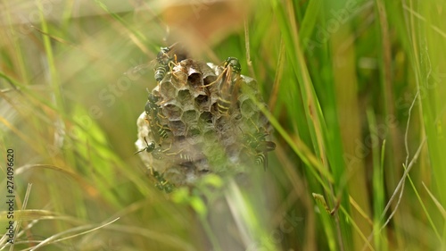 Nest der Heide-Feldwespe (Polistes nimpha) photo