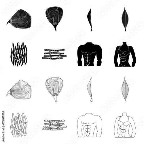 Isolated object of fiber and muscular icon. Collection of fiber and body vector icon for stock.