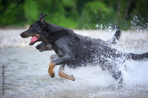 Beacueron dog is running in the water of a river