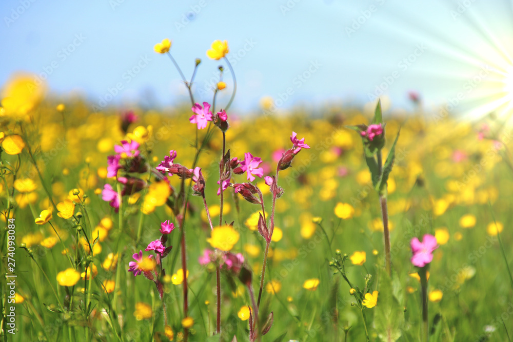 BLUMENWIESE IM SONNENSCHEIN insektennahrung BLUMENWIESE IM SONNENSCHEIN insektennahrung