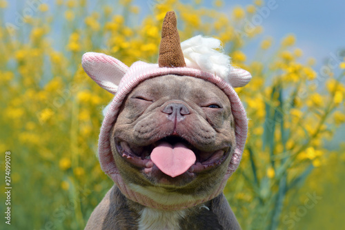 Zabawny liliowy pręgowany pies Buldog francuski z zabawnym różowym kapeluszem jednorożca, zamkniętymi oczami i językiem wystającym na rozmytym żółtym tle kwiatu
