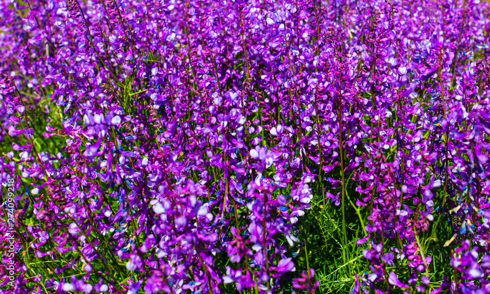 Naklejka premium Beautiful blooming flowers in the garden