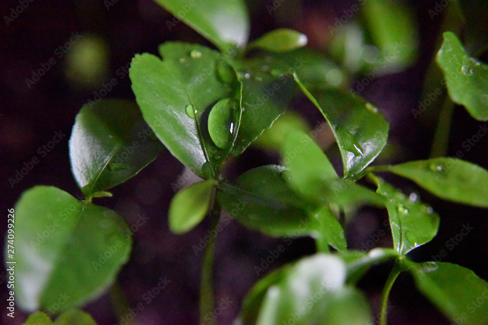 Obraz premium big drop of water on the citrus tree leaf