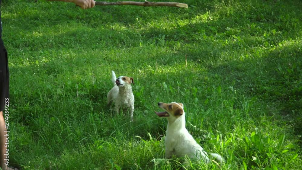 Happy dogs Jack Russell Terrier playing with wooden stick. Man playing with dogs with a stick. Happy dogs Jack Russell Terrier playing with wooden stick. Man playing with dogs with a stick.