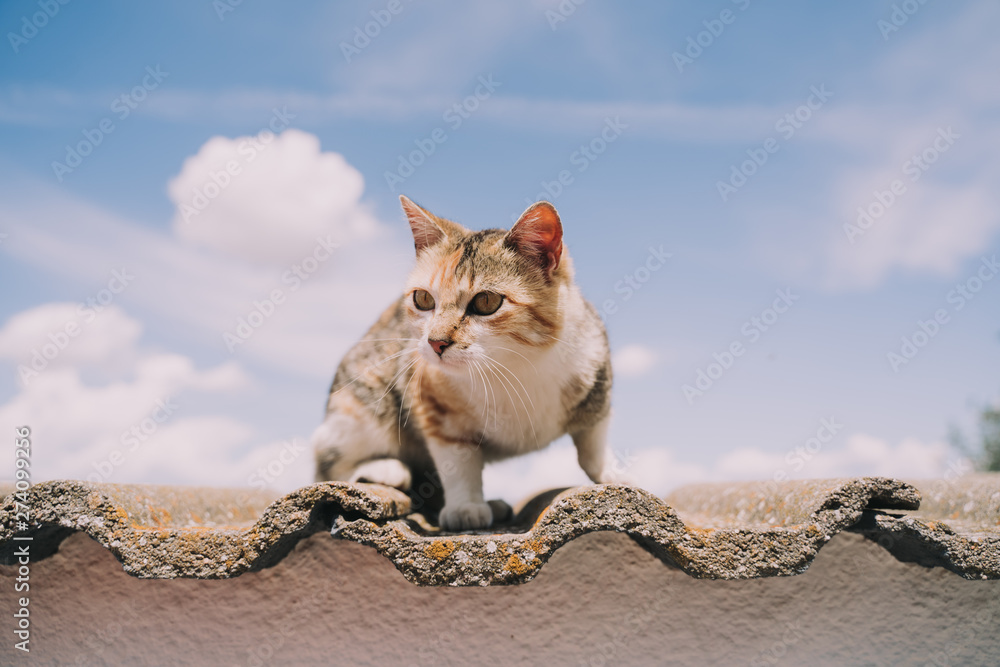 A beautiful street cat is sitting in the wall. The cat has a beautiful hair of three colors. It has a big yellow eyes. It is a beautiful sunny day. A beautiful street cat is sitting in the wall. The cat has a beautiful hair of three colors. It has a big yellow eyes. It is a beautiful sunny day.