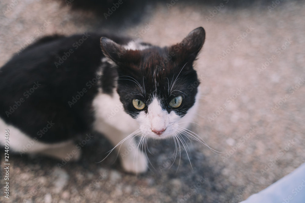 A beautiful black and white street cat is sitting in the street with other cats while is looking at something. It has a dirty hair and a big green eyes. Close up.