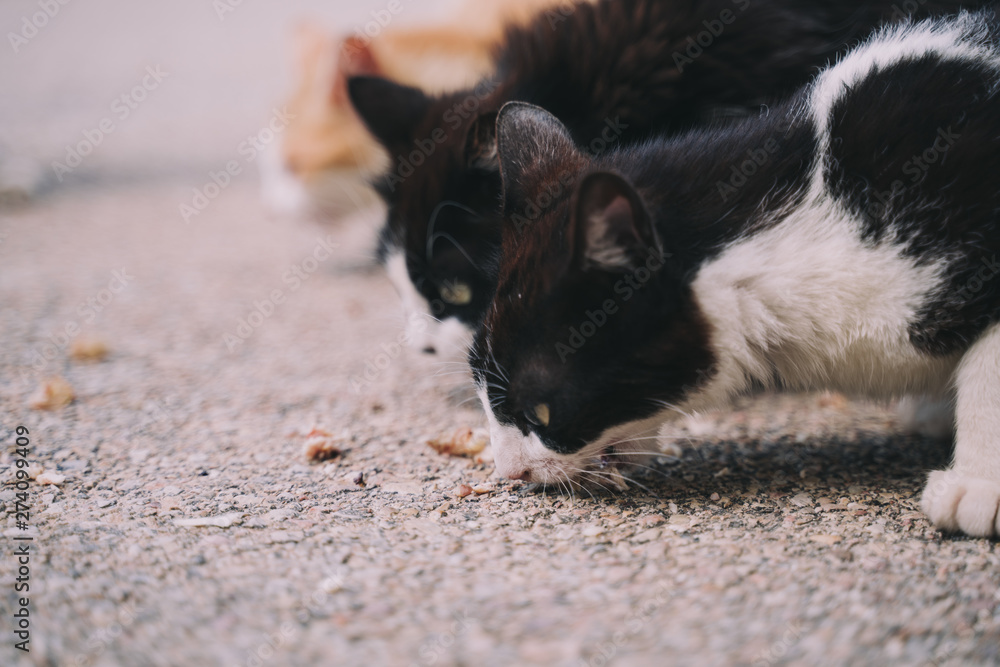 A herd of street cats are eating in the street. They look very hungry. Their hair is dirty, ugly and very damaged. Close up.