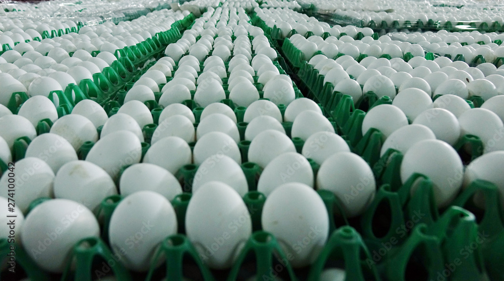 Fototapeta premium Chicken eggs at the poultry farm. farm, industry.