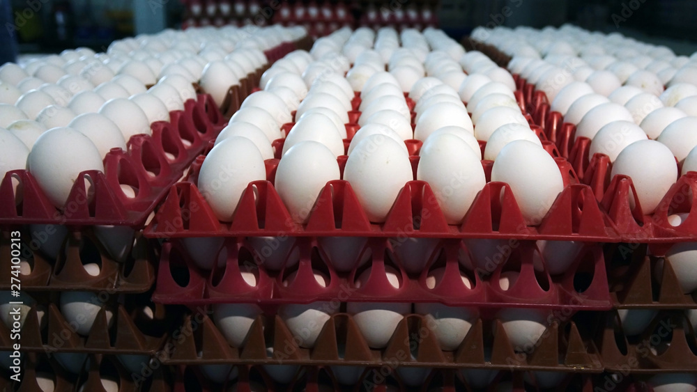 Chicken eggs at the poultry farm. farm, industry.