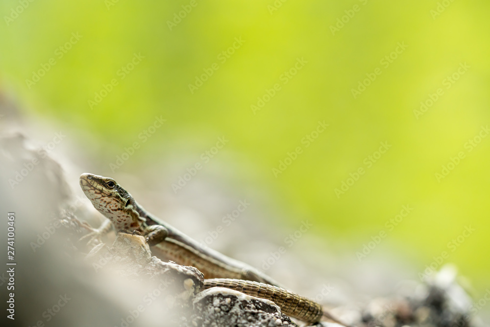 Obraz premium Podarcis muralis (common wall lizard)