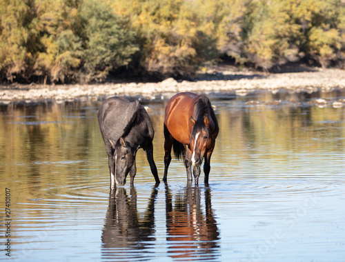 Salt River Wild Horses drinking at the water