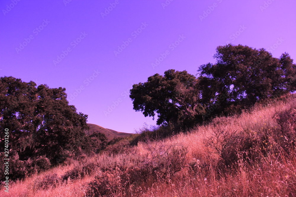 Golden hills with large full oak trees and a purple sky in California