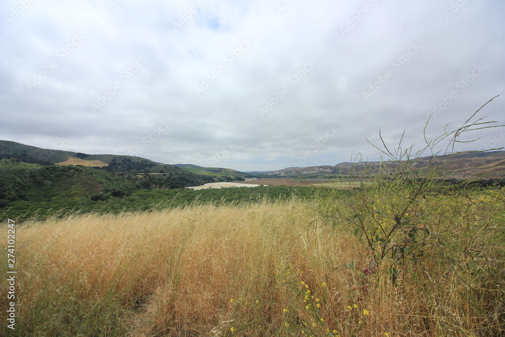 Green and golden fields in a backdrop of blue skies and full white clouds.