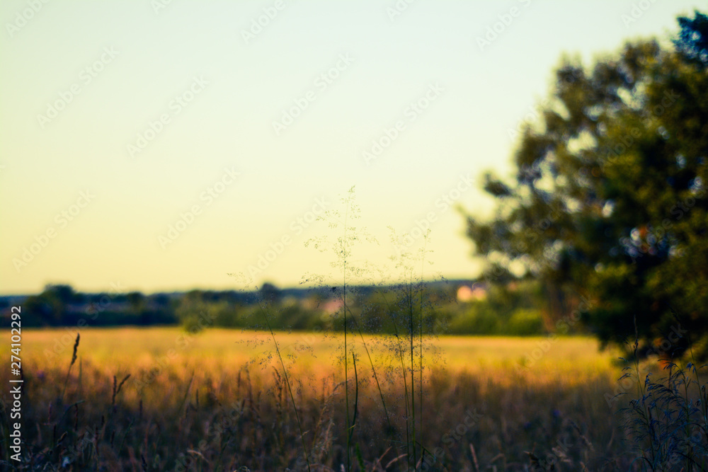 Obraz premium Yellow-green rustic field against the background of the forest and the moon in the early summer evening