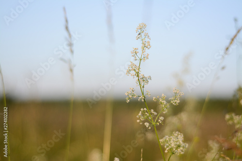 Field grass blooms on a highly blurred bokeh background