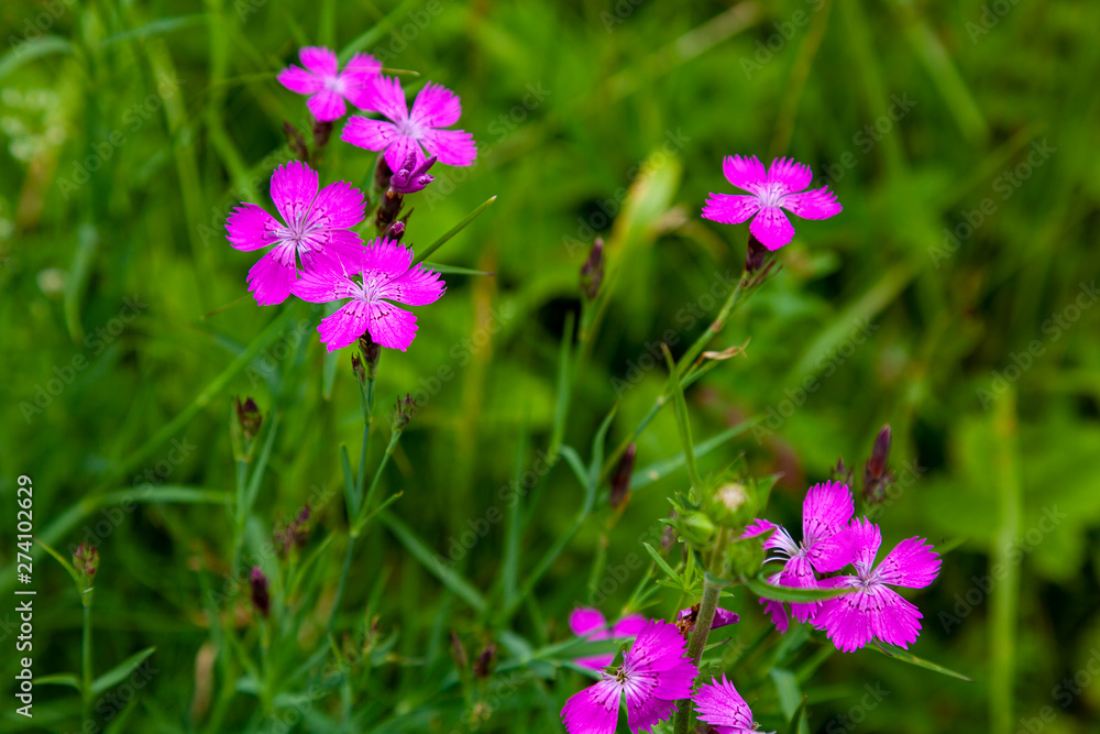 Bright pink field carnations on a background of green grass Bright pink field carnations on a background of green grass