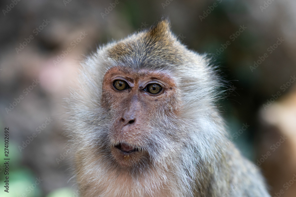 Monkey Portrait, Thailand Monkey Portrait, Thailand