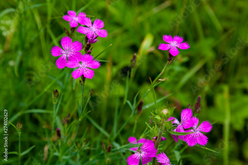 Bright pink field carnations on a background of green grass