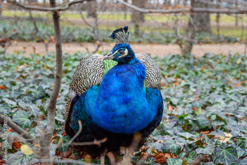 Peacock in Lazienki Park or Royal Baths Park in autumn. Warsaw. Poland