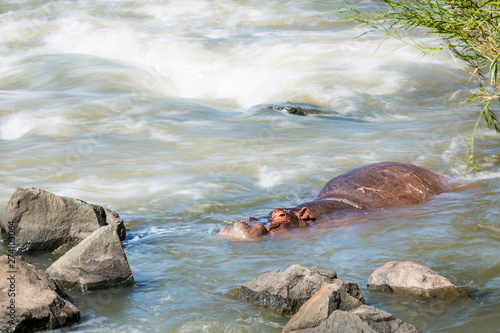 Hippopotamus in Kruger National park  South Africa