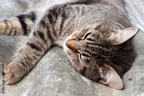 Tabby cat lying on a slate roof and resting