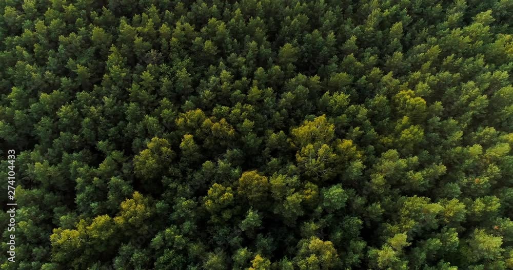 aerial view of forest woods aerial view of forest woods