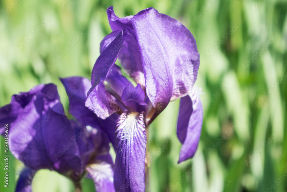Colorful violet iris flower close up photo